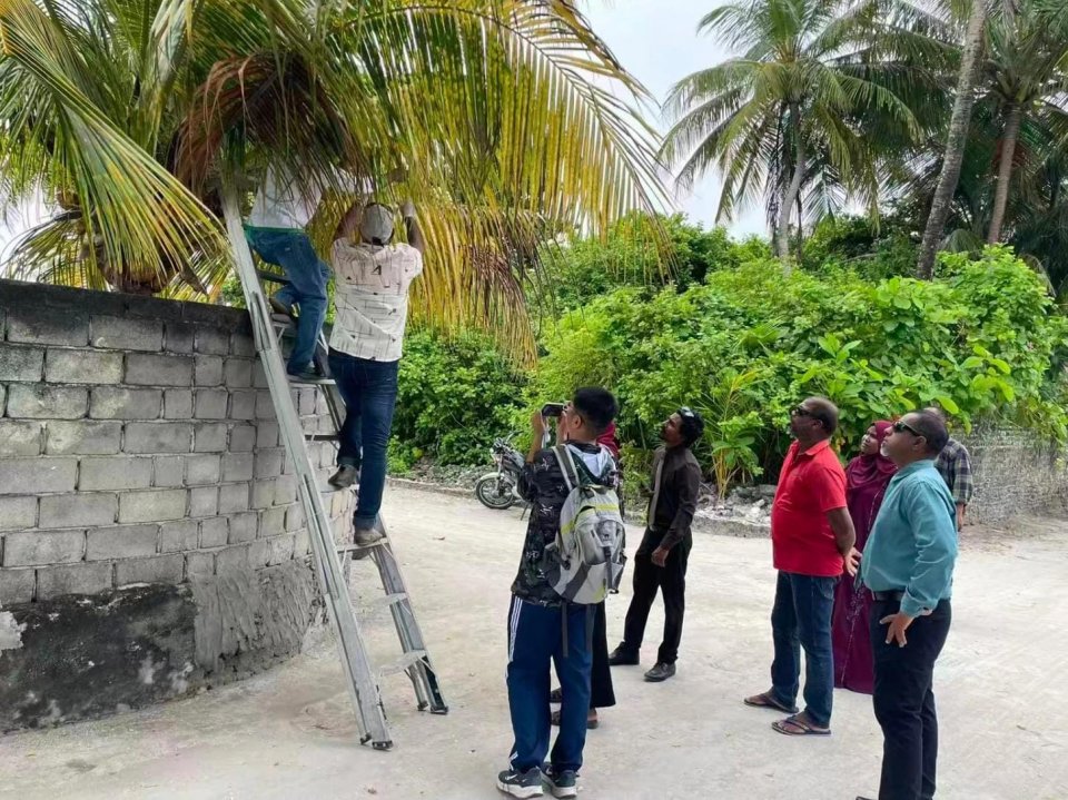 ރުއްތަކުން ކޫޑި ކޮންޓްރޯލް ކުރަން ތައްޔާރުކުރި ބޭސް ބޭނުންކުރަނީ