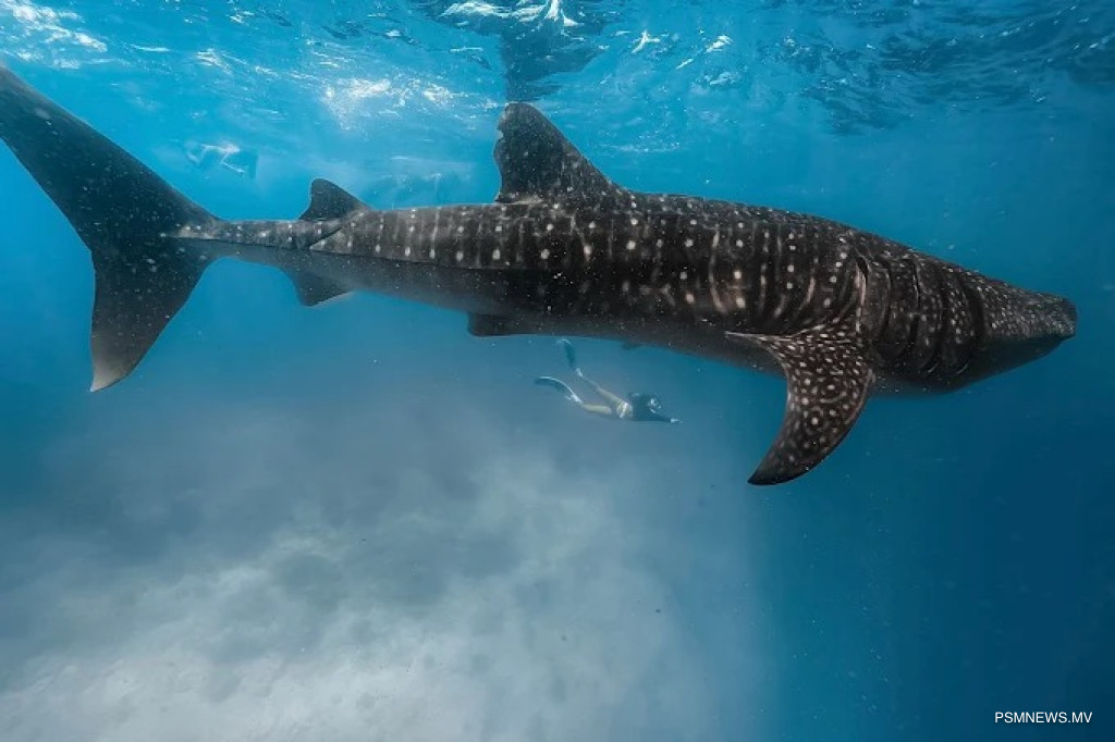 ސަމްޕާ ބެލެހެއްޓުމަށް ބޭނުންވާ ޓެކް ސާމާނު ހަވާލުކޮށްފި