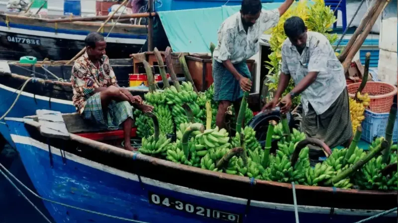 މަދުވެގެން ދެލައްކަ ރައްޔިތުންނަށް ބޭނުންވާ މިންވަރަށް ކާބޯތަކެތި އުފެއްދުމަށް 2024 ގައި ރައީސް މުއިއްޒު އިއުލާނުކުރެއްވި އެގްރިކަލްޗަރ އެސްޓެބްލިޝްމެންޓުގެ ބިން ހިއްކަން ވެސް އަދި ނުފަށާ