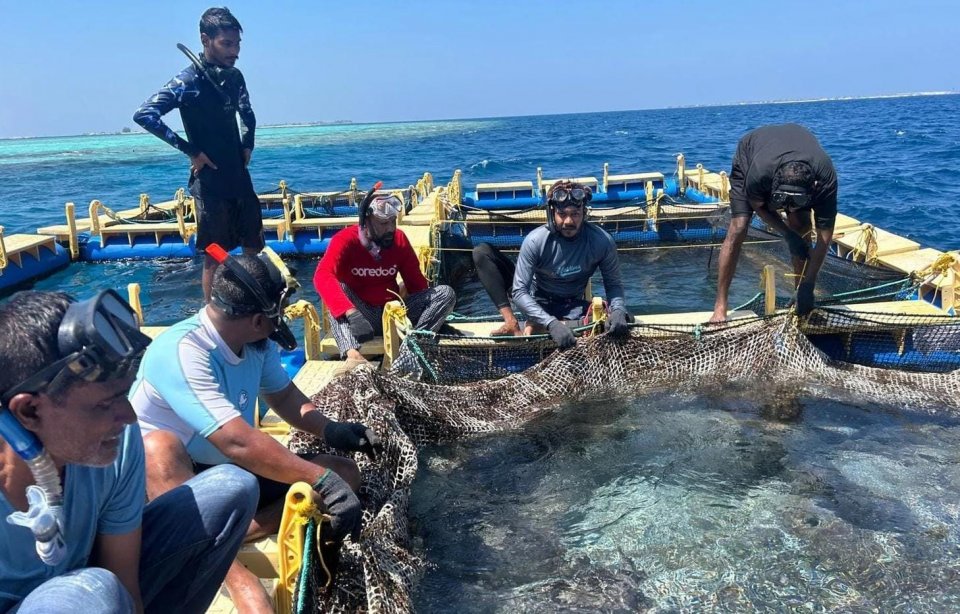 މެރިކަލްޗާގެ ސިނާއަތް ފުޅާކުރަން އިތުރު 10 ޒޯން ކަނޑައަޅައިފި