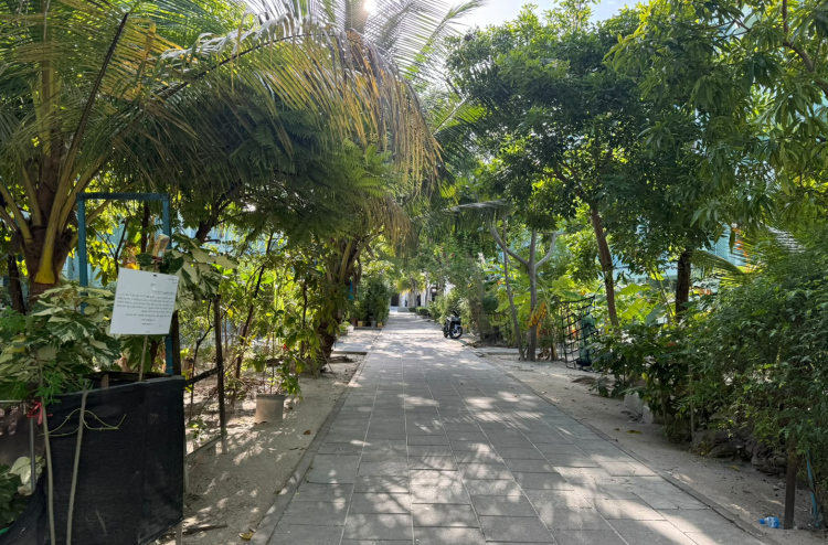 ހުޅުމާލެ ފްލެޓުތައް ކައިރީ ހަދާފައިވާ ގަސް ކޮށިތައް ނަގަން އަންގައިފި