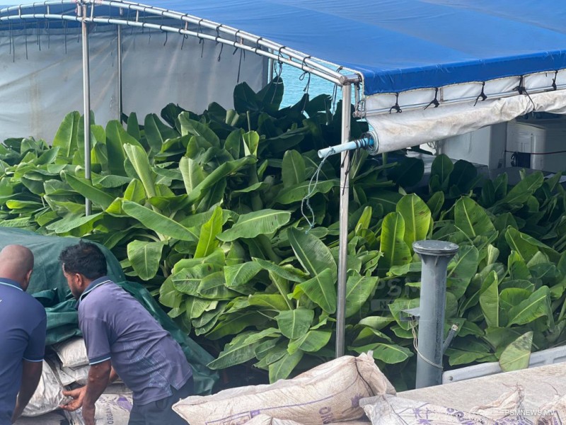 ބޮޑެތި ގަސްތަކަށް ބޭސްޖަހާ ސްޕްރެޔަރުތައް ހުރިހާ އަތޮޅަކަށް ފޯރުކޮށްދީފި